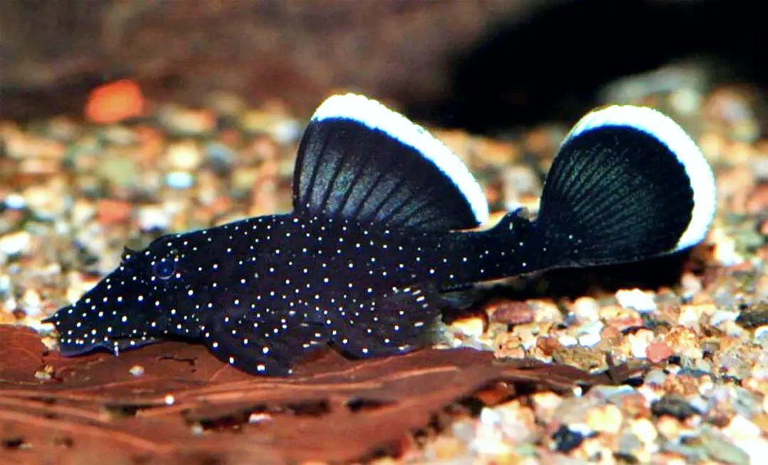 L213- Ancistrus-SP al mejor precio en NAscapers