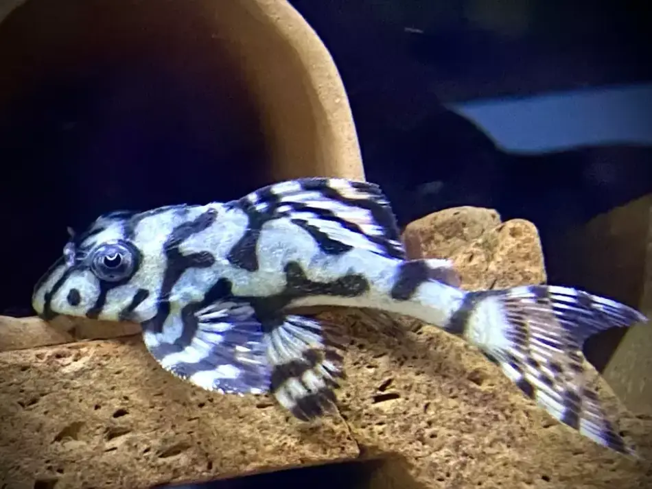 L236- Hypancistrus SP al mejor precio en NAscapers