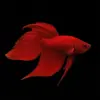 Pez Betta Macho Splendens Rojo nascapers.es