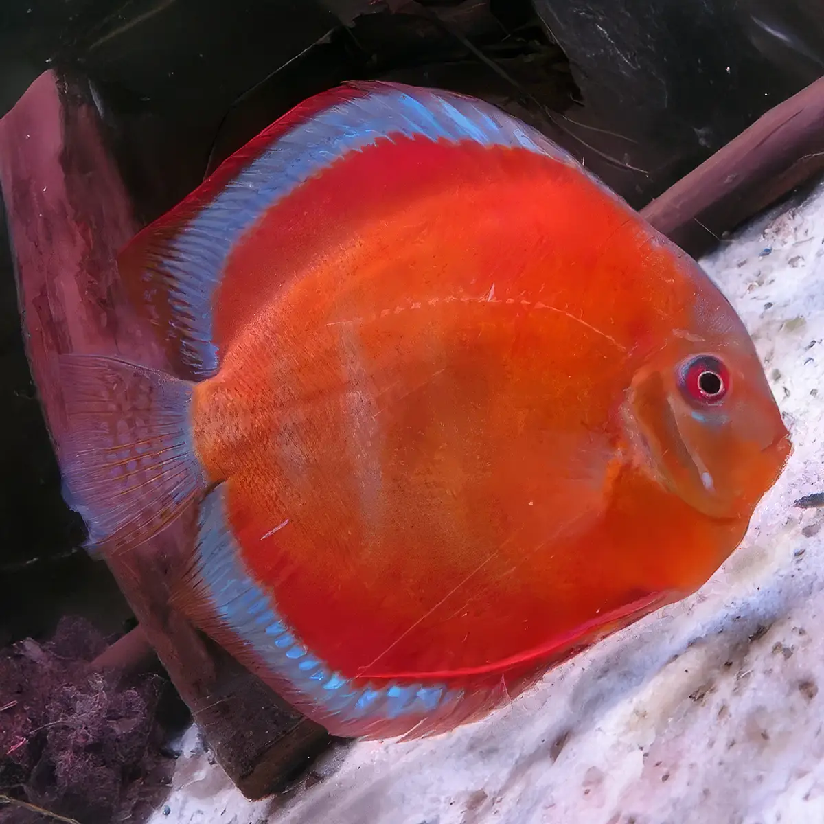 Pez Disco Sanmerah Premium 7 – 8 cm