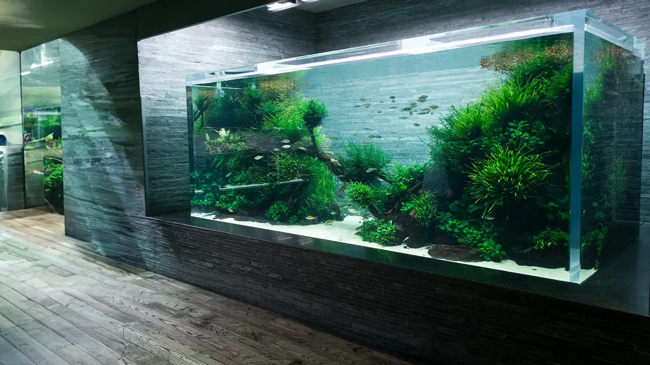 Acuario de gran tamaño en la galería de Takashi Amano.