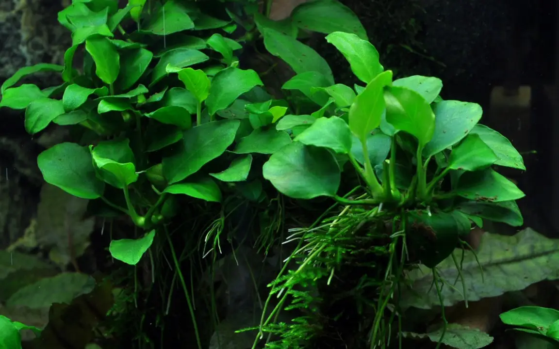 anubias en NAscapers Acuarios Naturales