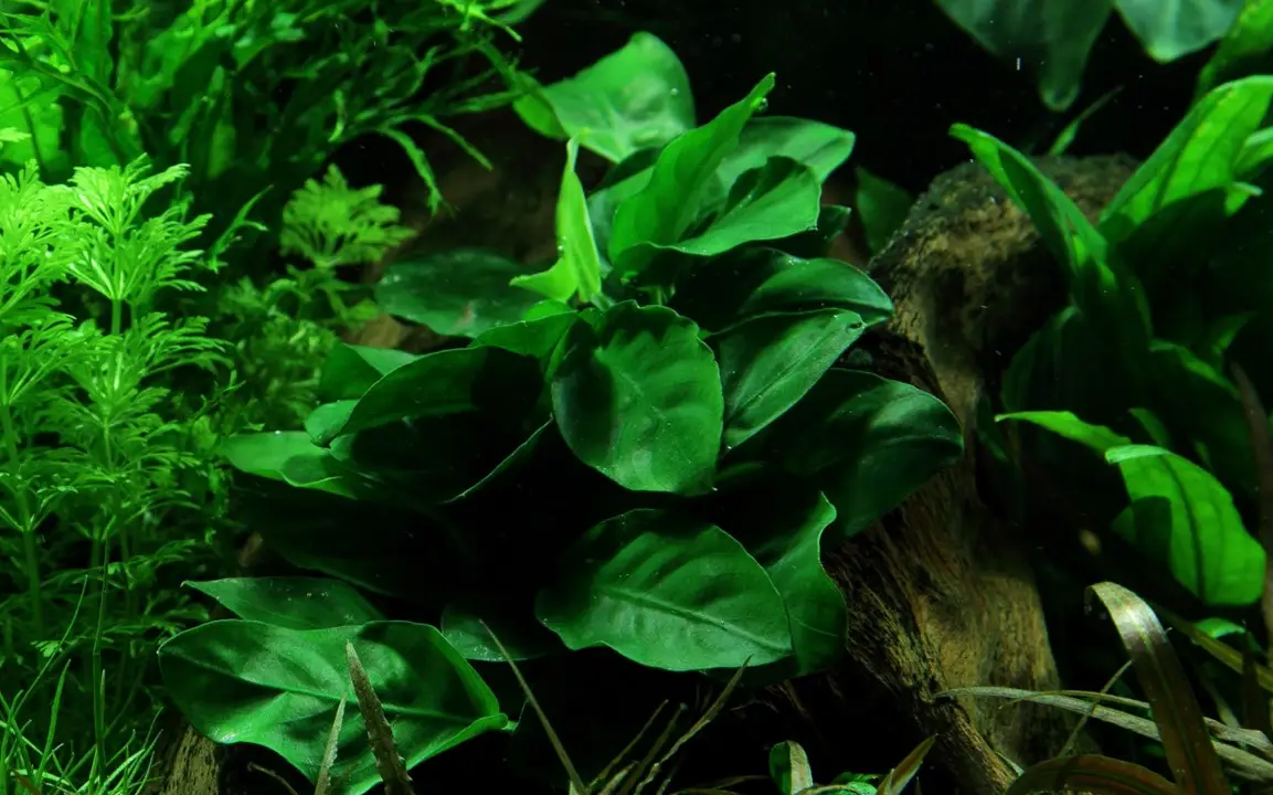 Anubias en NAscapers acuarios naturales