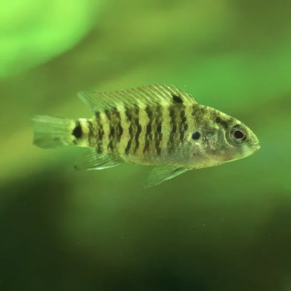 badis badis
