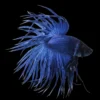 Betta Macho Cola Corona Azul nascapers.es