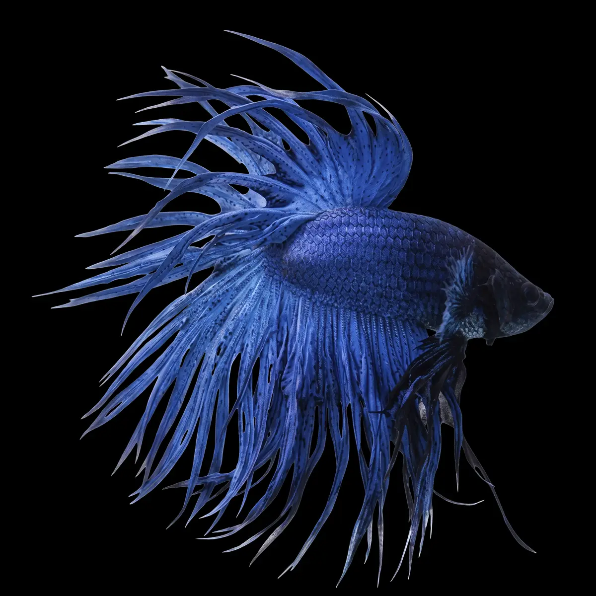 Betta Macho Cola Corona Azul nascapers.es