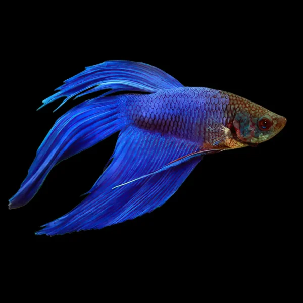 Betta Macho Splendens nascapers.es