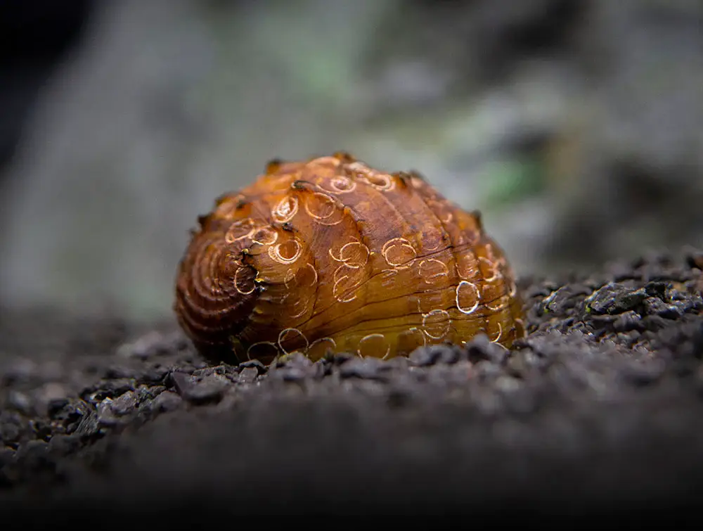 caracol de acuario en NAscapers