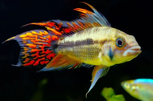 Cíclidos enanos para acuarios de agua dulce. Apistogramma