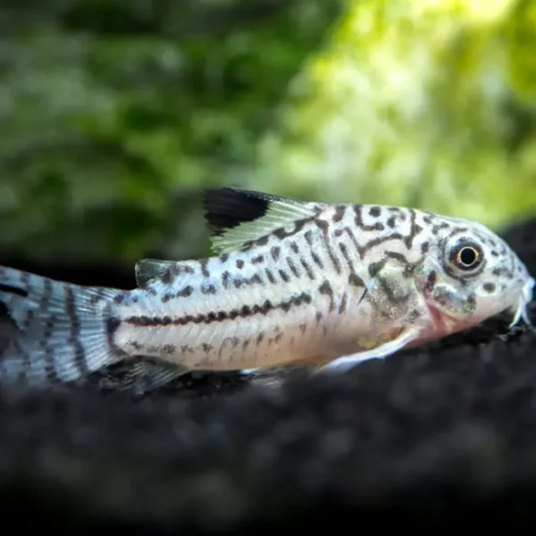 corydora Julii (Leopardo) al mejor precio en NAscapers