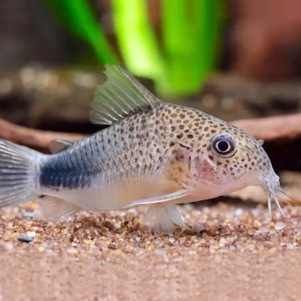 Corydora Similis al mejor precio en NAscapers