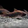 Corydoras Negras al mejor precio en NAscapers
