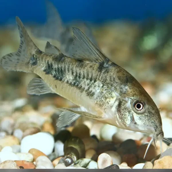 Corydora Paleatus al mejor precio en NAscapers