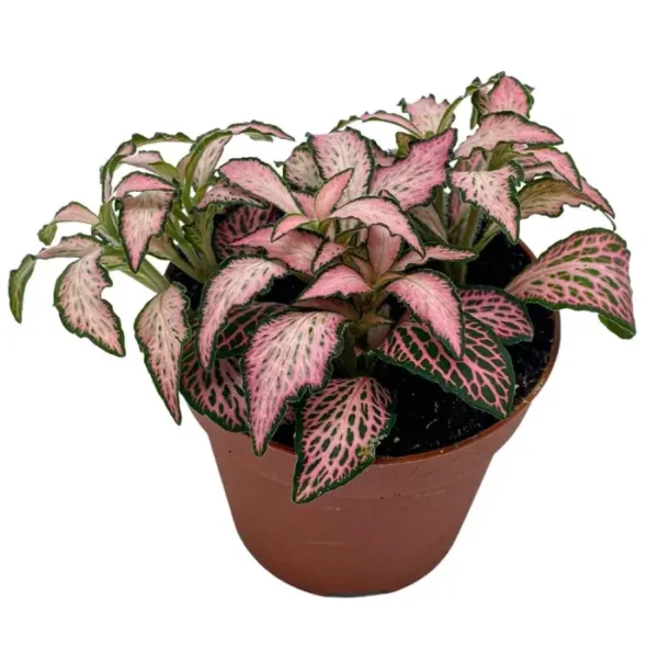 Fittonia rosa al mejor precio en NAscapers