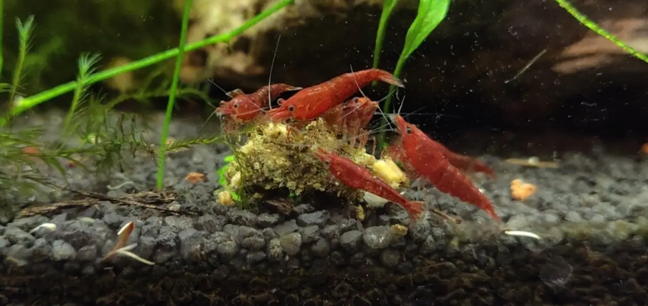 gambas neocaridinas en NAscapers Acuarios Naturales