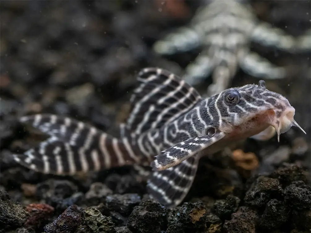 L066- Hypancistrus Tigre Rey al mejor precio en NAscapers