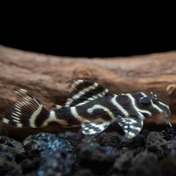 L066- Hypancistrus Tigre Rey al mejor precio en NAscapers