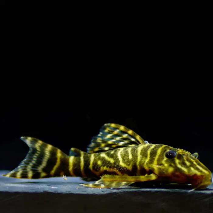 l129-hypancistrus-sp-zebra al mejor precio en NAscapers