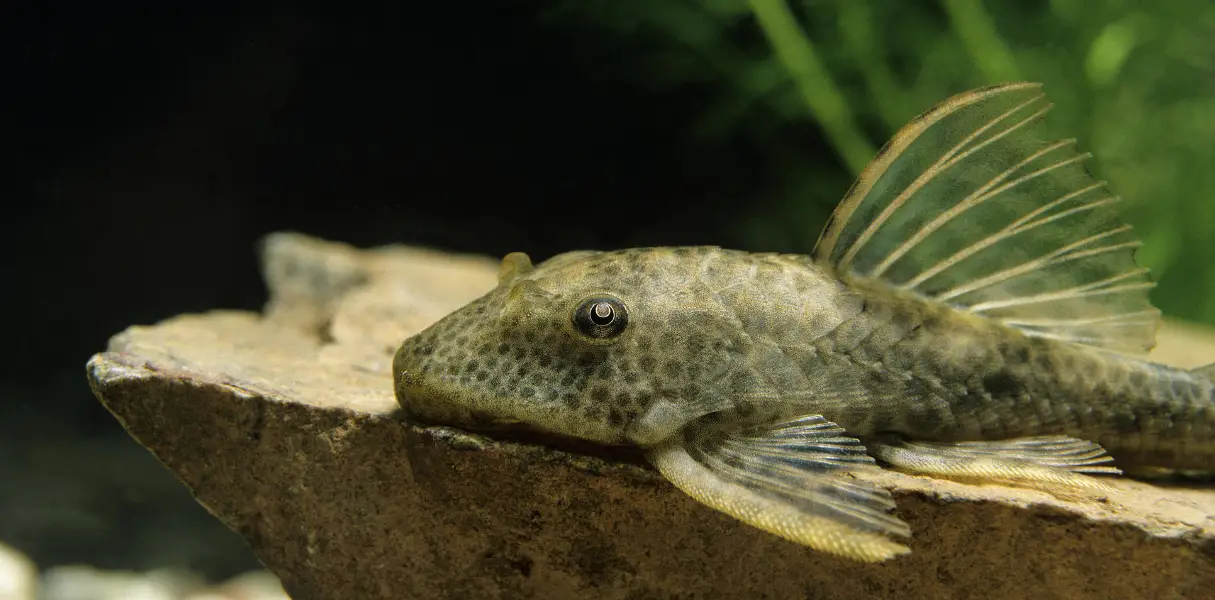 Loricáridos, una variedad de peces de agua dulce ideal para acuarios plantados.