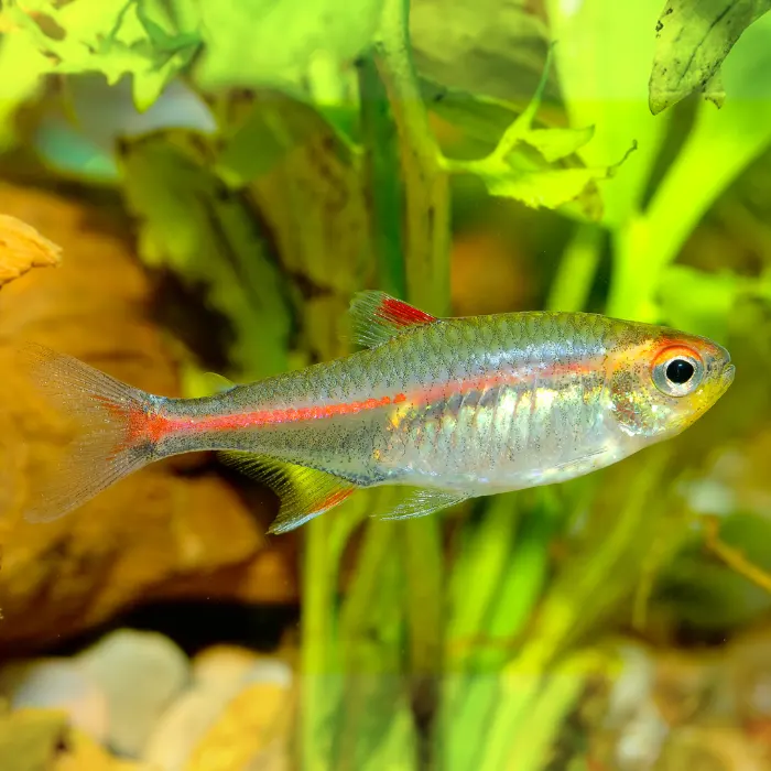 Pez para acuarios Tetra neon cobre