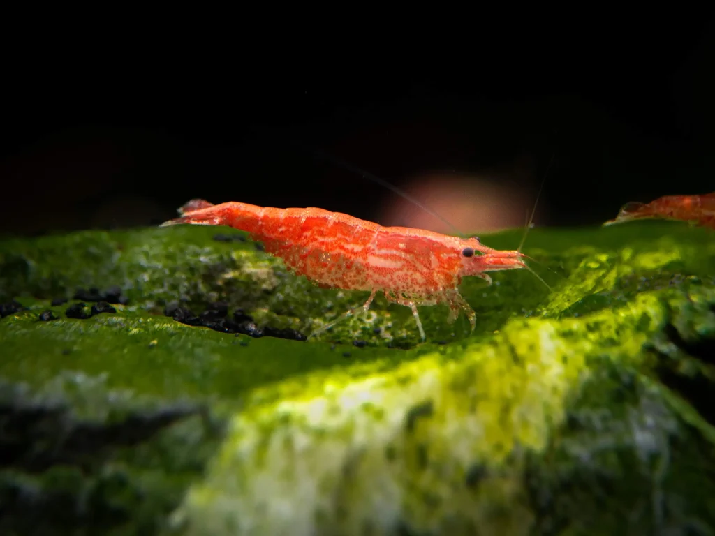 Gambas neocaridinas en NAscapers acuarios naturales