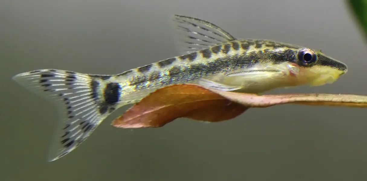 Otocinclus Affinis