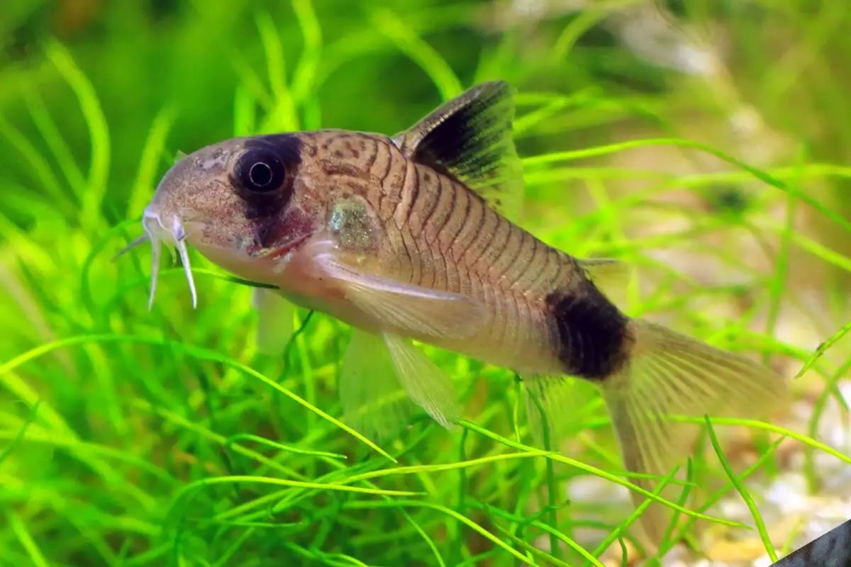 Peces de fondo en NAscapers