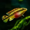 Pelvicachromis Pulcher Kribensis al mejor precio en NAscapers