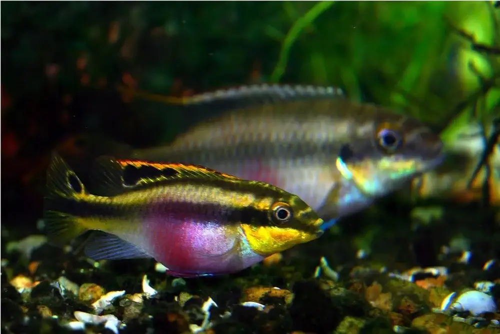 pelvicachromis pulcher kribensis al mejor precio en NAscapers