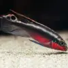 pelvicachromis pulcher kribensis super rojo al mejor precio en NAscapers