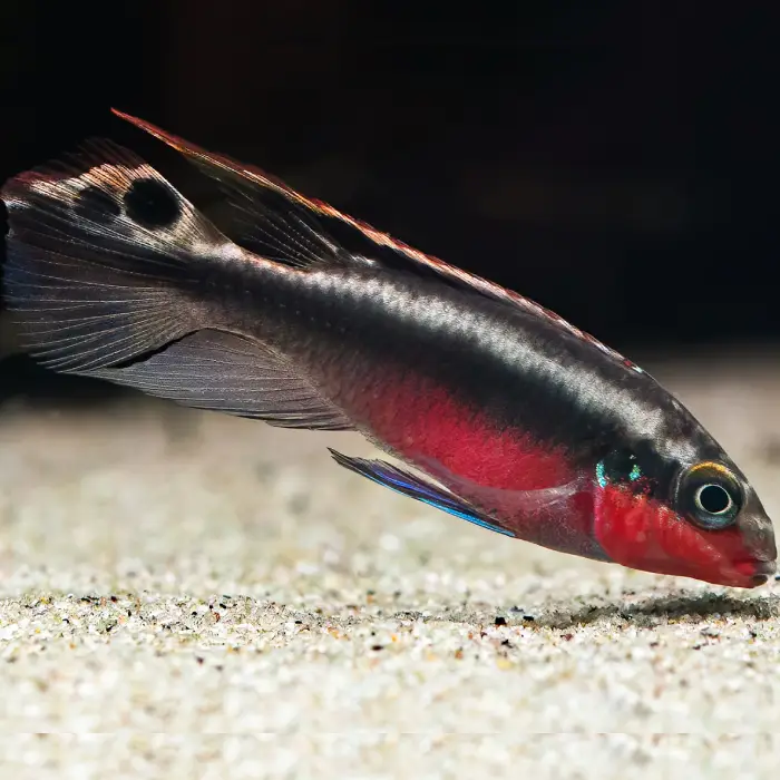 pelvicachromis pulcher kribensis super rojo al mejor precio en NAscapers