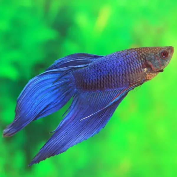 Pez Betta Splendens Azul al mejor precio en NAscapers