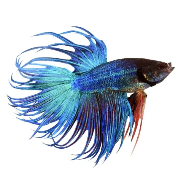 pez betta crowntail azul al mejor precio en NAscapers