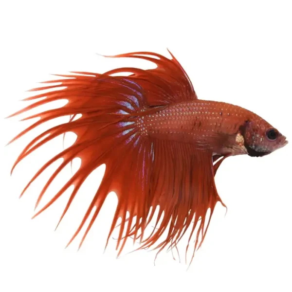 Pez Betta Crowntail Rojo al mejor precio en NAscapers