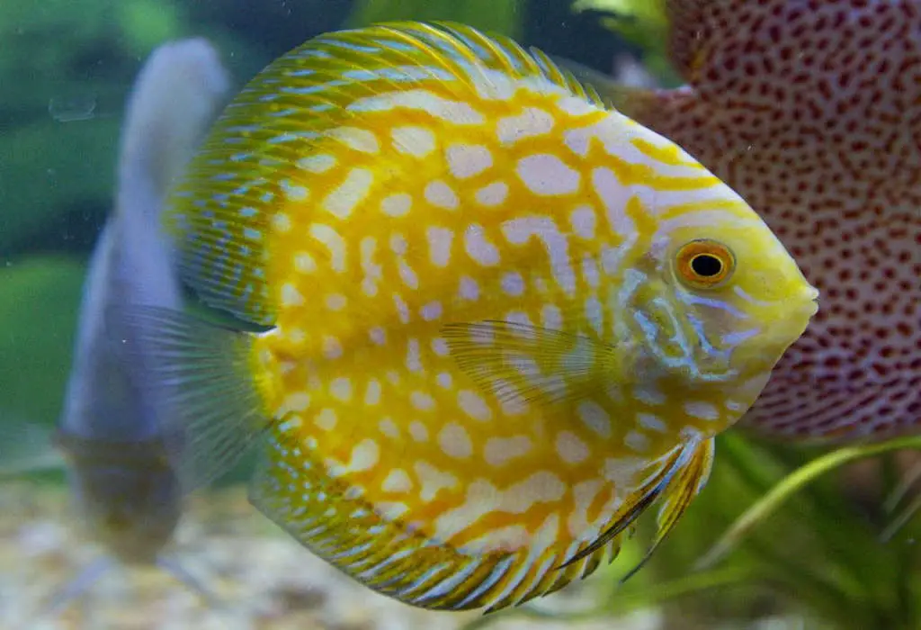 Pez Disco Yellow Pigeon Premium al mejor precio 