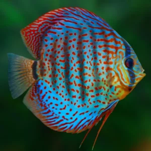 Peces Disco