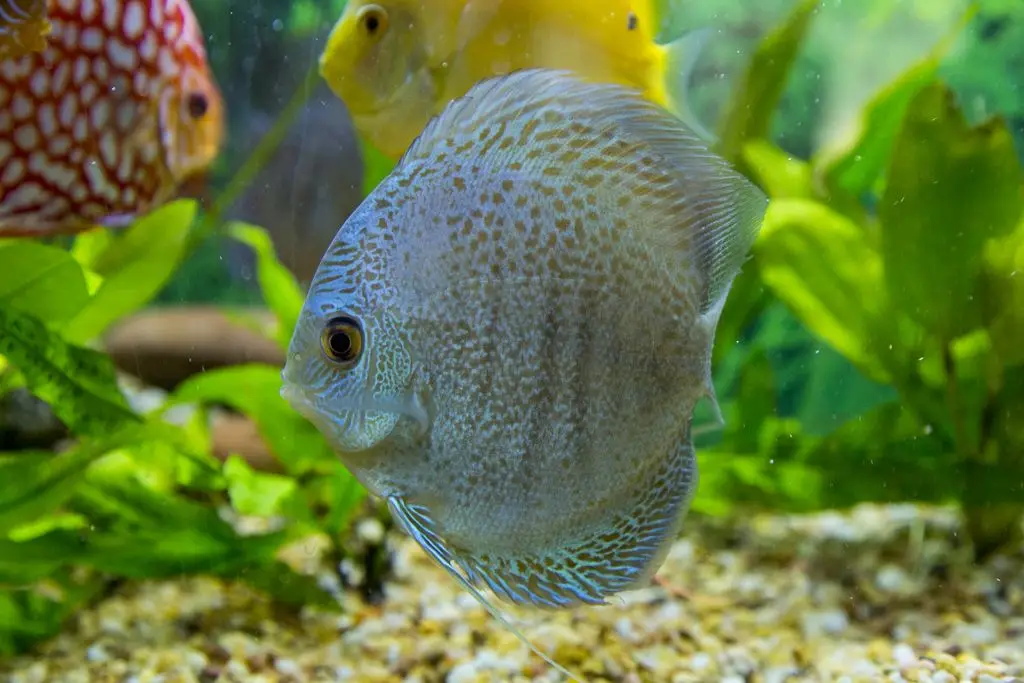 pez disco scorpion premium al mejor precio en NAscapers