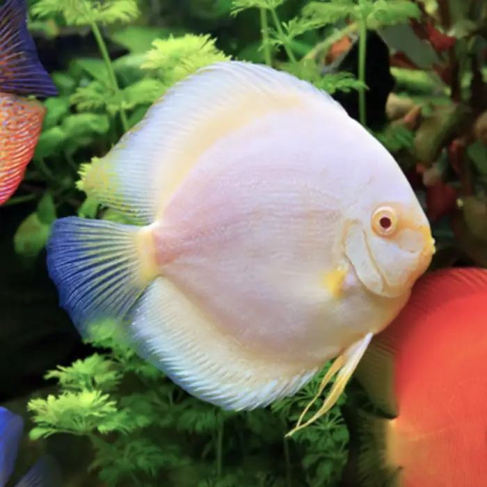 pez disco snow white premium en NAscapers