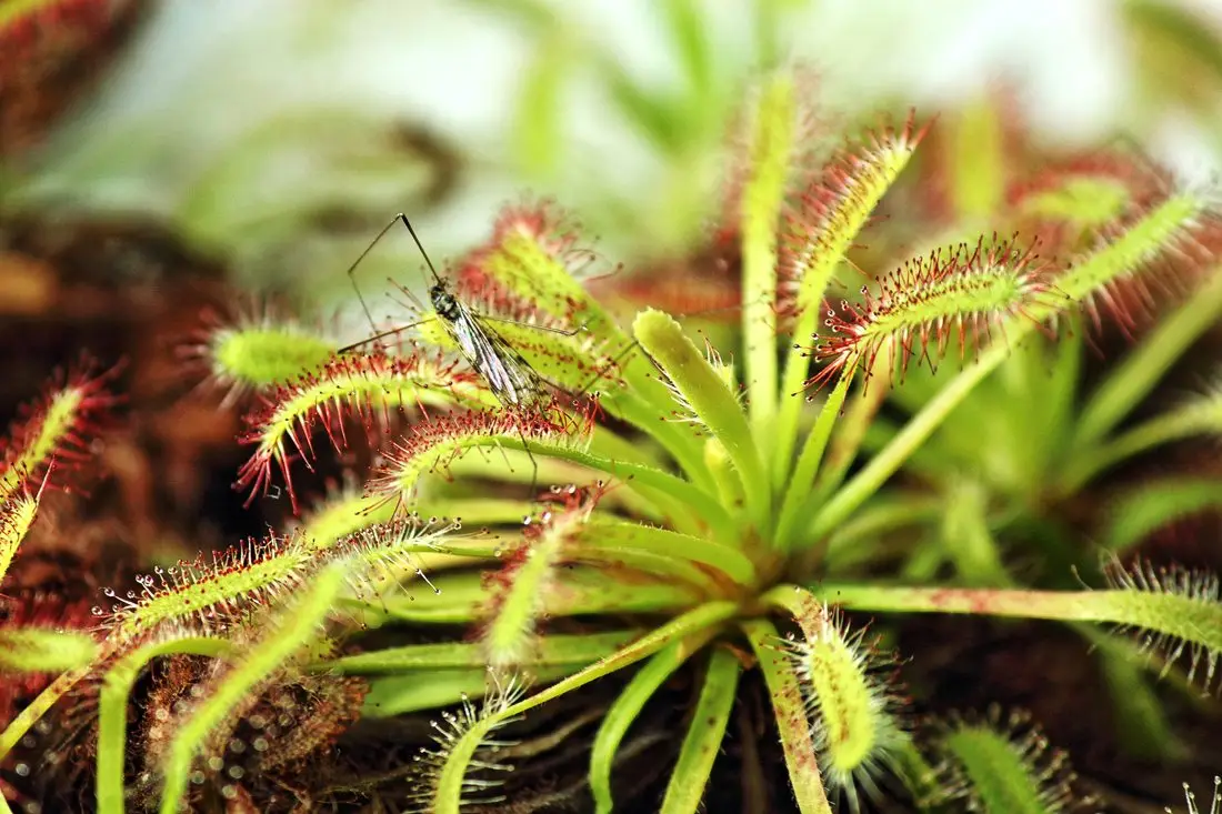 Plantas carnívoras en NAscapers