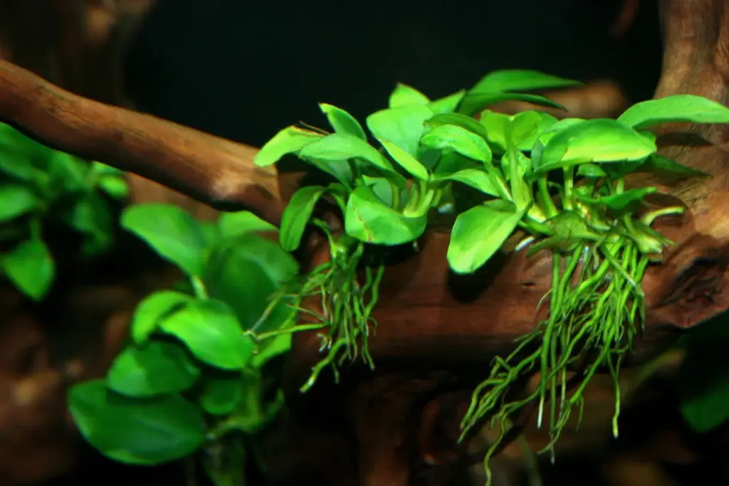 anubias en tronco plantas fáciles nascapers