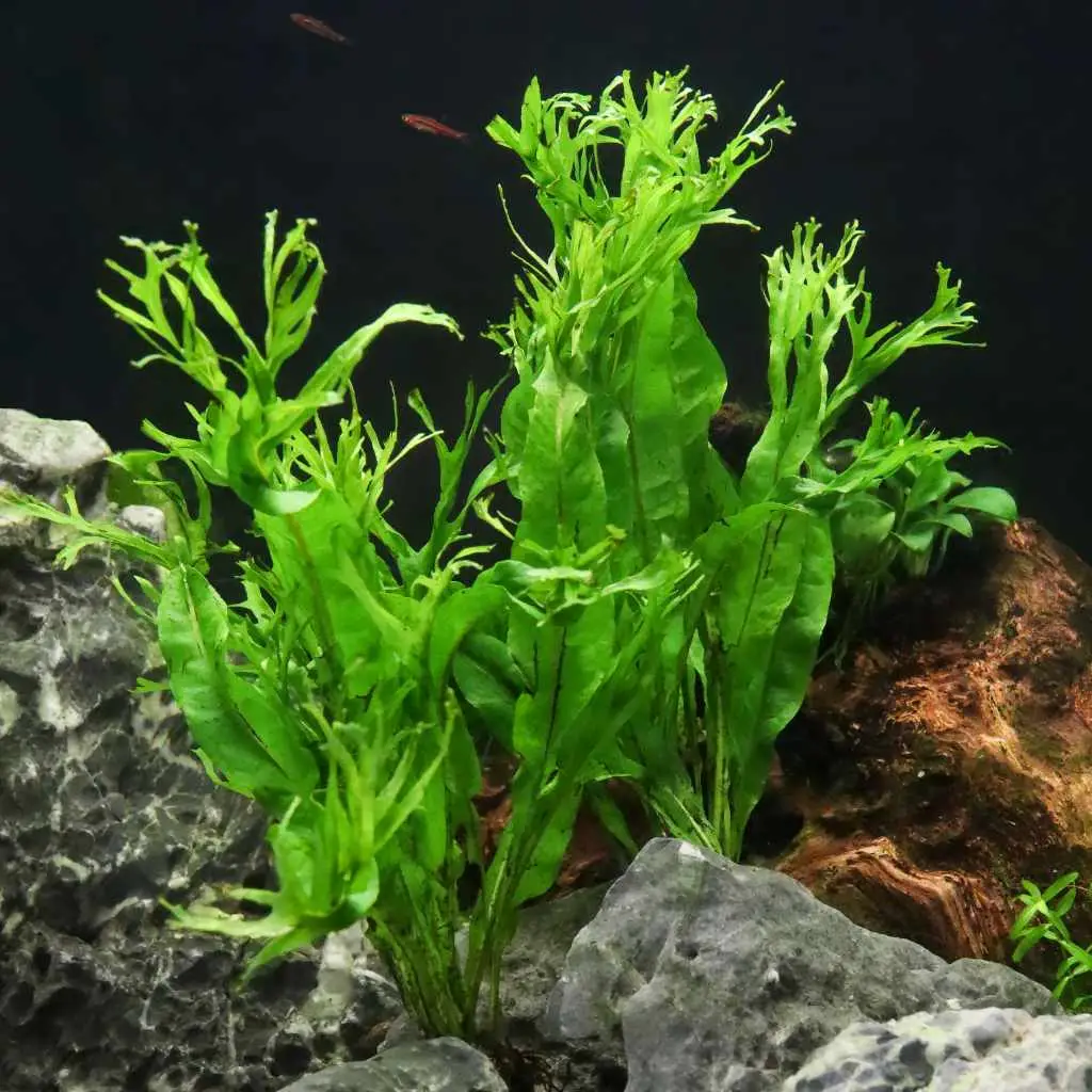 plantas fáciles en acuario nascapers