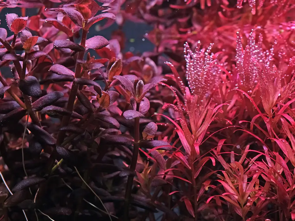 plantas rojas en NAscapers