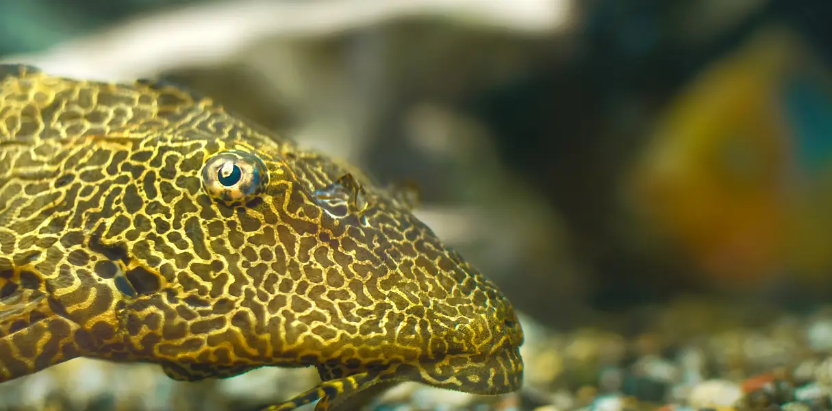 Los plecos son loricáridos