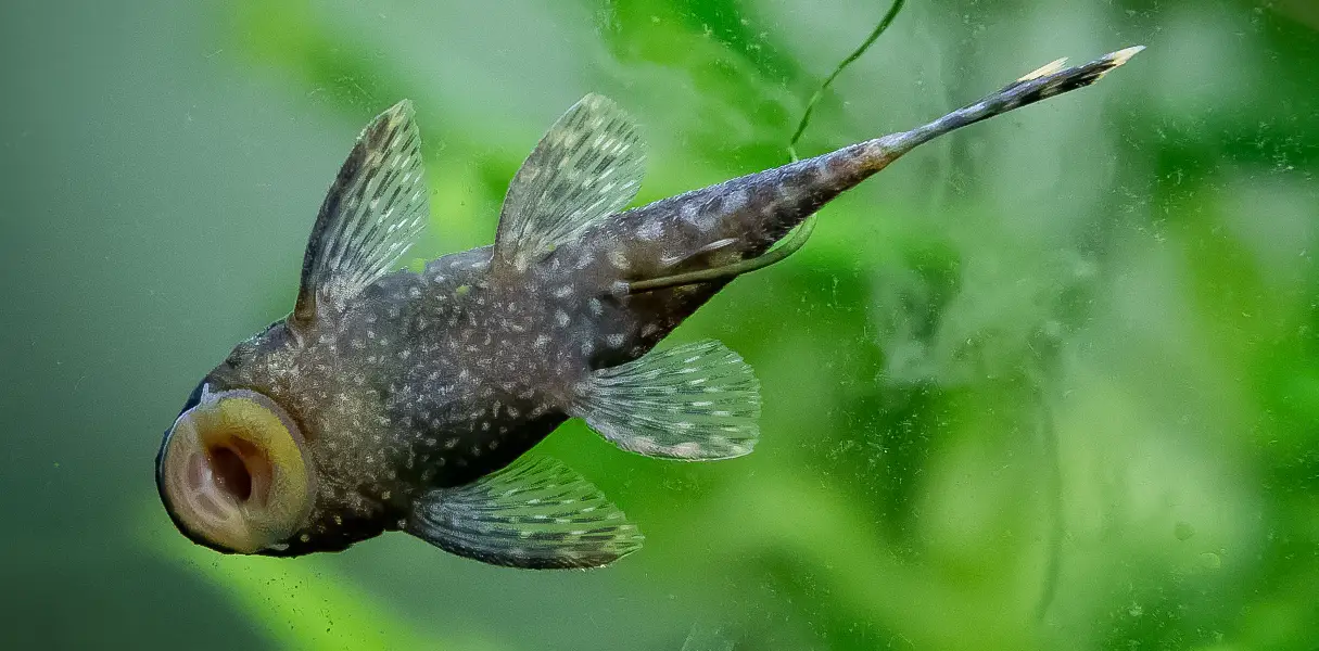 Plecostomus