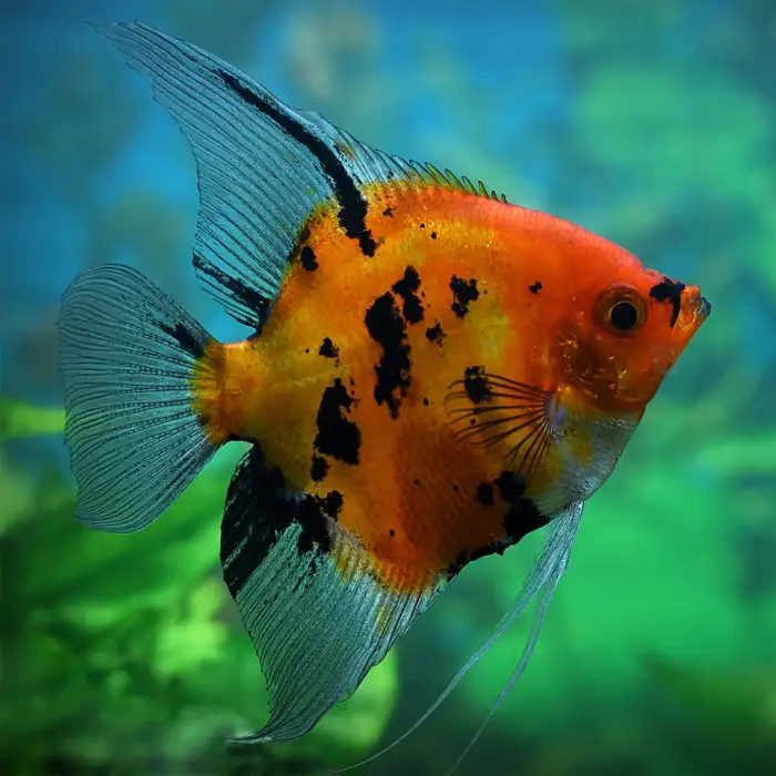 Pterophyllum Scalare Full Orange Koi al mejor precio en NAscapers