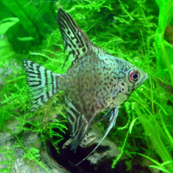 pterophyllum scalare Leopardo Humo Verde al mejor precio en NAscapers