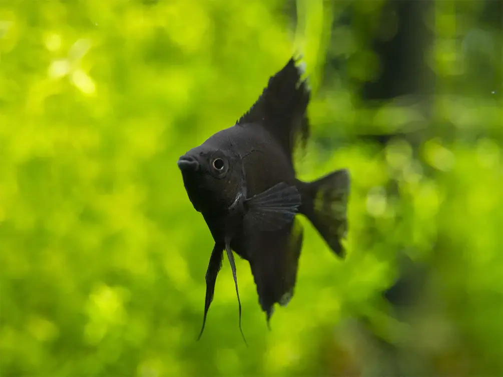 pterophyllum scalare Negro Velvet al mejor precio en NAscapers