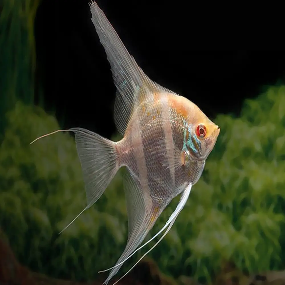 pterophyllum scalare dantum crema ojos rojos al mejor precio en NAscapers