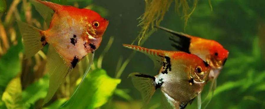 pterophyllum scalare koi al mejor precio en NAscapers