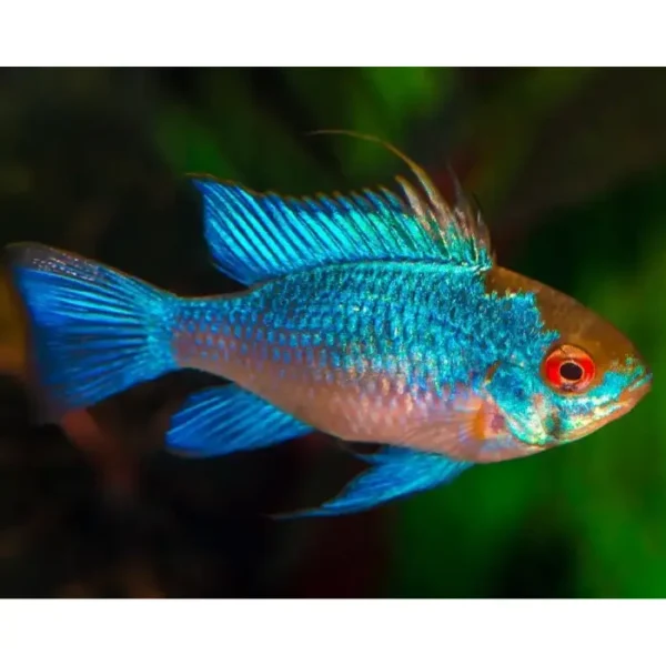 Ramirezi Electric Blue